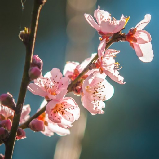 peach-tree-blossom